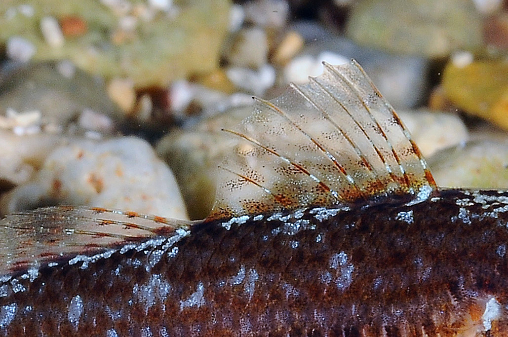 Gobius fallax by night